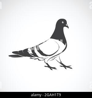 Motif vectoriel de Pigeon sur fond blanc., icône oiseau., animaux sauvages. Illustration vectorielle superposée facile à modifier. Illustration de Vecteur
