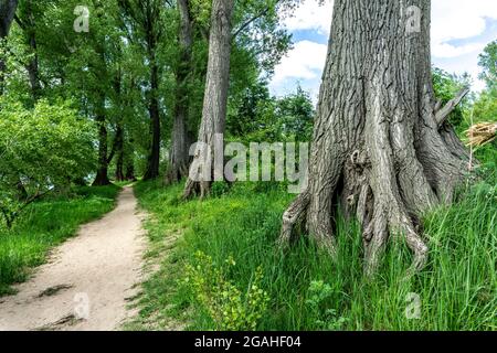 Réserve naturelle d'Urdenbachen Kämpe, paysage culturel du Bas Rhin avec saules pollunés, arbres fruitiers et prairies humides, entre le Rhin et un bras de Banque D'Images