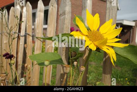 Un petit tournesol jaune debout devant une clôture rustique de piquetage. Banque D'Images