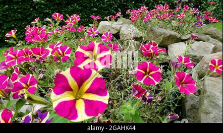 Une jardinière en pierre remplie de belles fleurs pétunia à rayures roses et jaunes combinées à des fleurs violettes. Petunia Amore Reine des coeurs et Amore Joy Banque D'Images