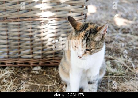 Moody Cat est en train de regarder vers le bas Banque D'Images