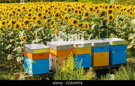 Ruches colorées dans l'apilier dans le domaine des tournesols à Farigliano, Cuneo, Italie, pour la production de miel Banque D'Images