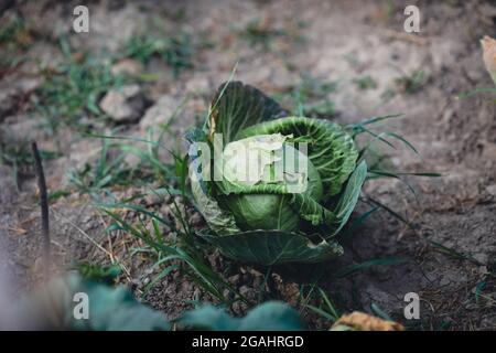 Image de faible profondeur de champ (mise au point sélective) avec des choux dans un jardin rural et biologique. Banque D'Images