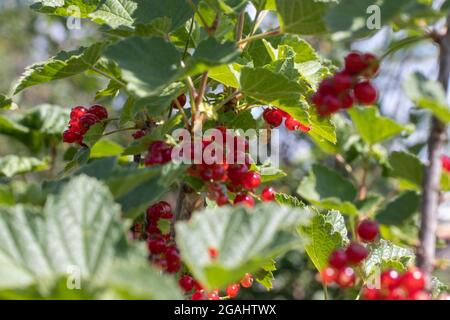 Groseilles rouges dans le gardenroute dans le jardin sur des branches vertes Banque D'Images