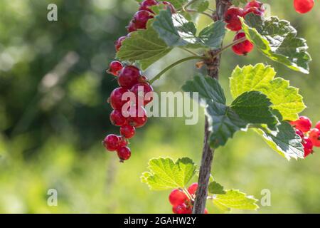 Groseilles rouges dans le gardenroute dans le jardin sur des branches vertes Banque D'Images