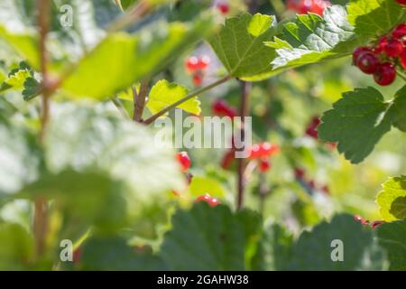 Groseilles rouges dans le gardenroute dans le jardin sur des branches vertes Banque D'Images