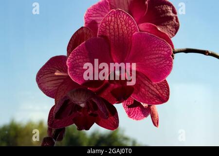 Plantes à fleurs d'intérieur populaires, les orchidées de Moth étaient autrefois difficiles à propager et chères. Les techniques modernes les rendent désormais accessibles à tous Banque D'Images