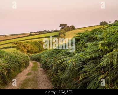 Country Lane, Devon, Angleterre, le soir de l'été. Banque D'Images