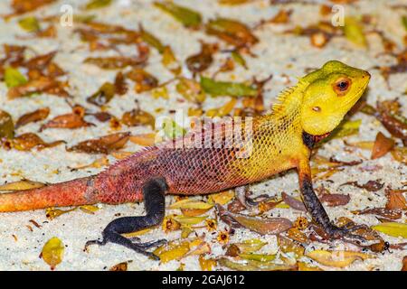 Jardin oriental lézard bains de soleil sur branche tombée, avec fond de sable, dans les Maldives, île de Bodufinolhu Banque D'Images