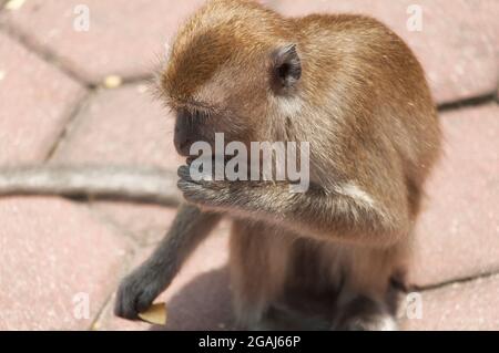 Un singe macaque à longue queue mangeant des pommes de terre frites dans la région pittoresque des grottes de batu à Gombak, selangor en Malaisie. Banque D'Images