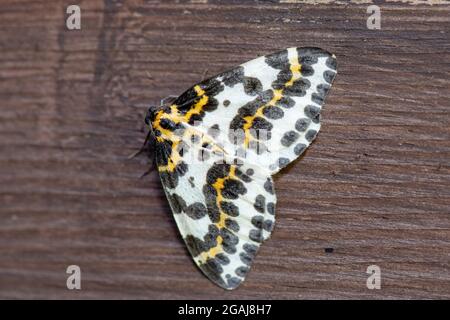 Moth Magpie, (Abraxas grossulariata), Inverurie, Aberdeenshire, Écosse, Royaume-Uni Banque D'Images