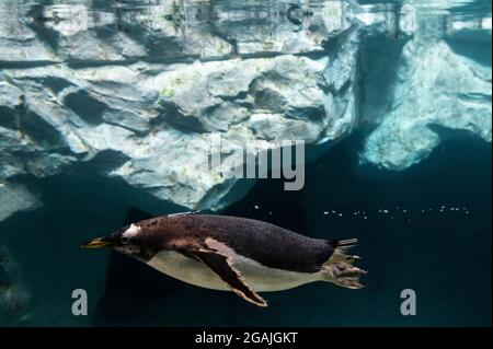 Madrid, Espagne. 30 juillet 2021. Un pingouin en plongée photographié dans son enceinte au parc zoologique de Faunia. Credit: Marcos del Mazo/Alay Live News Banque D'Images