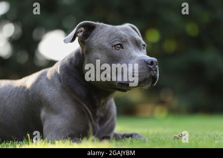 Portrait du Staffordshire Bull Terrier anglais couché dans l'herbe. Adorable Staffy bleu est à droite dans le jardin. Banque D'Images