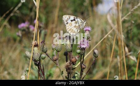 Côté ventral de Melanargia Galathea pollinisant Thistle rampant dans la belle nature. Papillon blanc marbré sur plante à fleurs sur une prairie. Banque D'Images