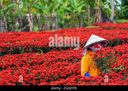 Les fermiers vietnamiens travaillant avec le jardin de fleurs rouges dans la sadec, province de dong thap, vietnam, concept traditionnel et culturel Banque D'Images