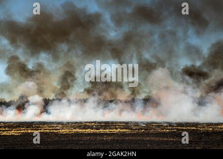 Feu de forêt sur le chaume de champ de blé après la récolte près de la forêt. Brûlage des prairies d'herbe sèche en raison du changement climatique aride temps chaud et de la pollution éluronmentale Banque D'Images