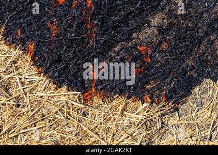 Feu de forêt sur le chaume de champ de blé après la récolte près de la forêt. Brûlage des prairies d'herbe sèche en raison du changement climatique aride temps chaud et de la pollution éluronmentale Banque D'Images