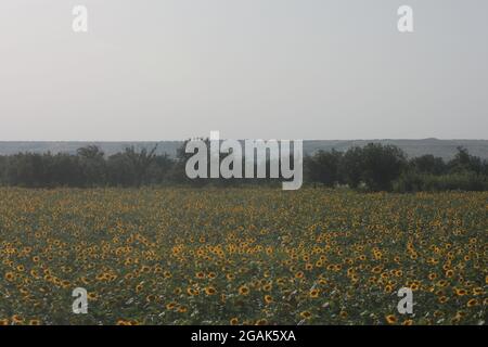 grand champ de fleurs de tournesol mûres jaunes en gros plan Banque D'Images