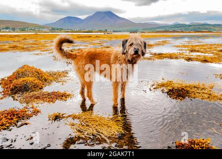 Chien jouant dans la mer entouré d'algues avec des montagnes en arrière-plan sur l'île de Skye sélective focus Banque D'Images