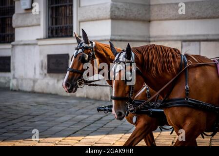 Deux chevaux bruns à Vienne, photo en gros plan des chevaux de la ville en Autriche Banque D'Images