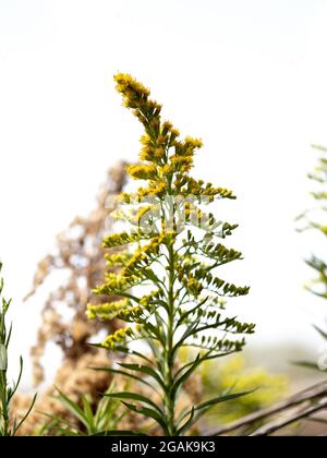 Verge d'or anis plante de l'espèce Solidago chilensis avec sélectif mise au point Banque D'Images