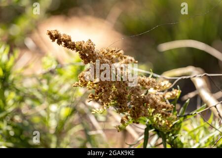 Verge d'or anis plante de l'espèce Solidago chilensis avec sélectif mise au point Banque D'Images