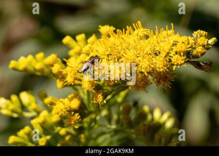 Verge d'or anis plante de l'espèce Solidago chilensis avec sélectif mise au point Banque D'Images