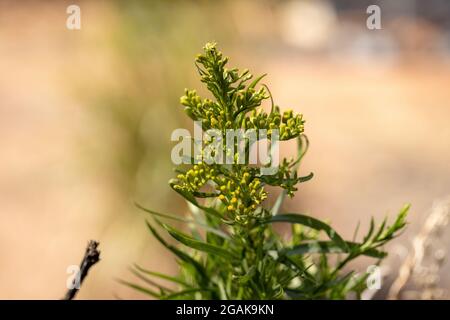 Verge d'or anis plante de l'espèce Solidago chilensis avec sélectif mise au point Banque D'Images