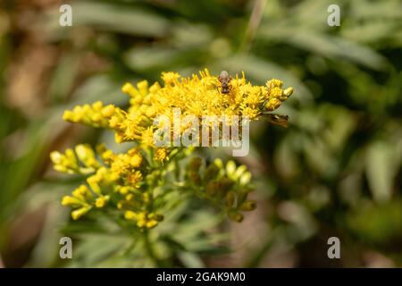 Verge d'or anis plante de l'espèce Solidago chilensis avec sélectif mise au point Banque D'Images