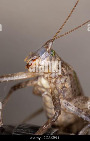 Katydid vrai adulte de la sous-famille des Pseudophyllinae Banque D'Images