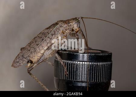 Katydid vrai adulte de la sous-famille des Pseudophyllinae Banque D'Images