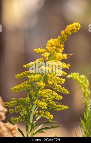 Verge d'or anis plante de l'espèce Solidago chilensis avec sélectif mise au point Banque D'Images