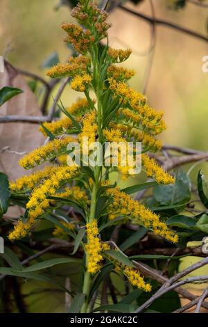 Verge d'or anis plante de l'espèce Solidago chilensis avec sélectif mise au point Banque D'Images