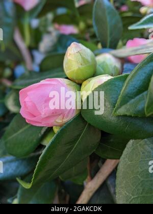 Les bourgeons roses commencent à fleurir Banque D'Images