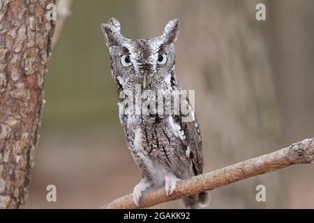 Hibou de la Table de l'est mâle Banque D'Images