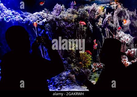 Silhouettes de personnes contre la lumière à l'intérieur d'un parc océanographique à admirer les poissons. Banque D'Images