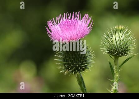 Un chardon de lance, Cirsium vulgare, pousse dans un pré. Banque D'Images