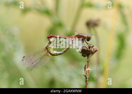 Une paire d'accouplement de Dragonfly de Ruddy Darter, Sympetrum sanguineum, qui perce sur une plante. Banque D'Images