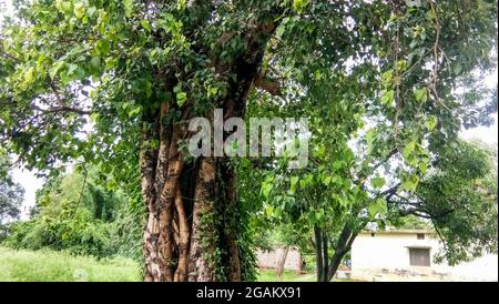 C'est un grand arbre de peepal. L'arbre Peepal donne de l'oxygène 24 heures. Peepal est également adoré en inde Banque D'Images