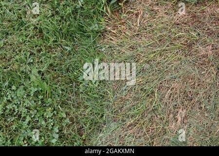 Herbe sèche à côté de l'herbe saine Banque D'Images