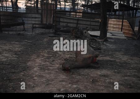 Toutes les maisons ont été brûlées lors de feux de forêt au village d'Ulukapi Sulek, près de la région de Manavgat, à Antalya. Plus de 70 feux de forêt ont éclaté cette semaine dans les provinces des côtes de la mer Égée et de la Méditerranée ainsi que dans les zones intérieures de la Turquie. Des villages et certains hôtels ont été évacués dans des zones touristiques et les gens ont été enfugés à travers les champs alors que des incendies ont fermé sur leurs maisons. Au moins quatre personnes ont été tuées par des blazettes qui ont balayé les régions touristiques d'Antalya, Manavgat, Turquie, côte méditerranéenne de la Turquie, le 28 juillet 2021. Photo de Cenk Ozel/Depo photos/ABACAPRESS.COM Banque D'Images