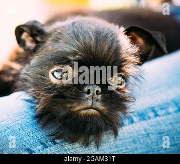 Black Dog Griffon Bruxellois Bruxelles, Belge Banque D'Images