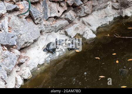 Tortues coulissantes à oreilles rouges se reposant dans l'étang de Terrapin dans le jardin national d'Athènes, Grèce. Observation de la faune de la tortue avec des pierres grises Banque D'Images