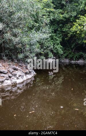 Étang Terrapin dans le jardin national d'Athènes, Grèce. Parc naturel vertical de loisirs calme avec miroir d'eau réfléchissante et arbres verts Banque D'Images