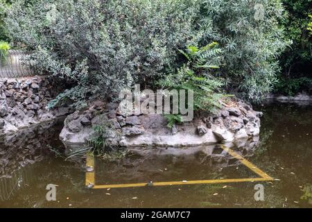 Étang Terrapin dans le jardin national d'Athènes, Grèce. Vue rapprochée sur les loisirs naturels parc calme et méditatif avec des tortues de glissement à la mer rouge se reposant à mir Banque D'Images