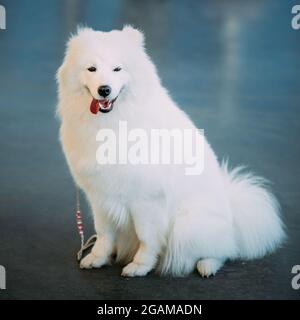 Happy White Samoyed Bjelkier chien assis au sol Banque D'Images