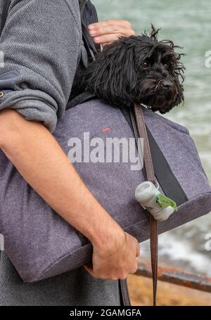 femme portant un petit chien dans un sac à bandoulière ou un sac à main, petit chien porté par le propriétaire, petit chien terrier dorloté par le propriétaire, portant un chien de voyage. Banque D'Images