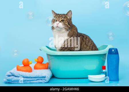 Le grand chat gris se lave dans un bassin et regarde soigneusement les bulles de savon Banque D'Images