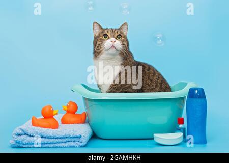 Le grand chat gris se lave dans un bassin et regarde soigneusement les bulles de savon Banque D'Images