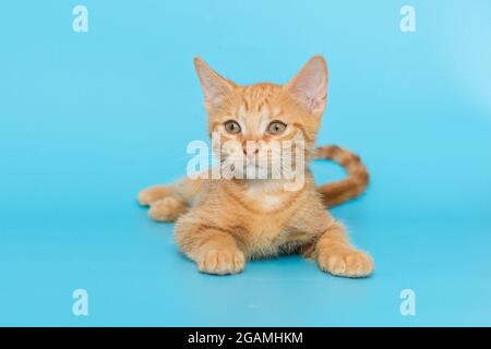 Petit chaton rouge de 3 mois, sur fond bleu Banque D'Images